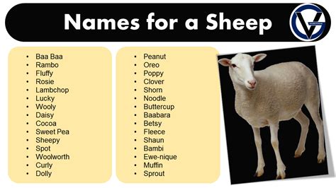 What Is The Sheep'S Name In Animal Farm